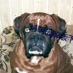 抖阴破解版下载