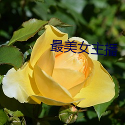 最美女(nǚ)主播