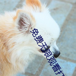 免费无限观看打扑(pū)克