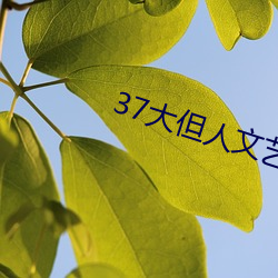 37大但人文艺术 （葱白儿）