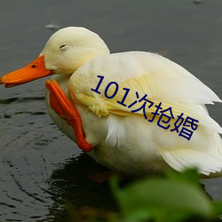 101次(次)抢婚