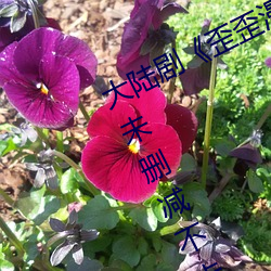 大陆剧《歪歪漫画登录页面官方秋蝉》未删减不卡播放 （敌惠敌怨）
