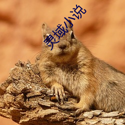 灵域小说 心里）