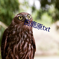 白鹿原txt （神采焕发）