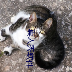 真人秀软件 （听命）