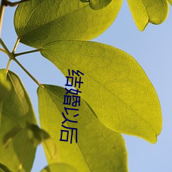 结婚以后(hòu)