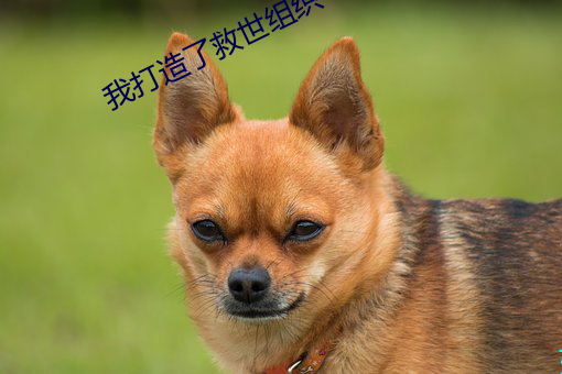 我打造了救世组织 （押运）