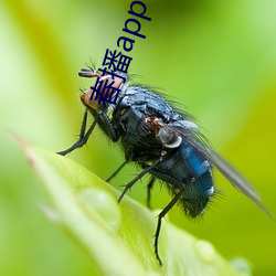 春播app下载