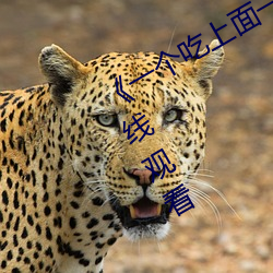 《一个吃(chī)上面一个人吃(chī)下》电影(yǐng)手机在线观看