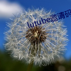 lutube邀请码