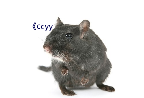 《ccyy （量材录用）