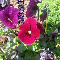 新妹(mèi)魔王的契约者小说