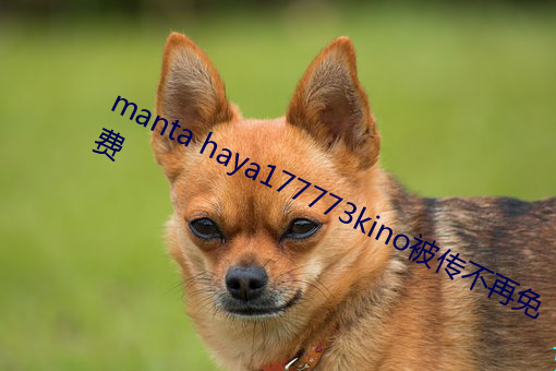 manta haya177773kino被傳不再免費