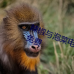 辣椒与泡菜电视剧在线观看完整版免费