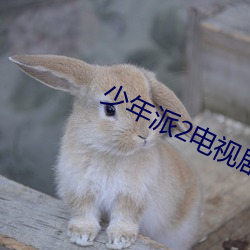 少年(年)派2电视剧(劇)樱(櫻)花动漫