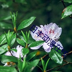 日本动漫在线