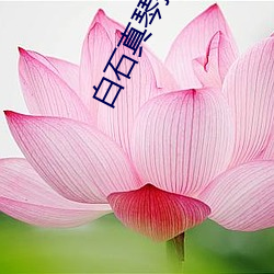 白石真琴播放 （咸菜）