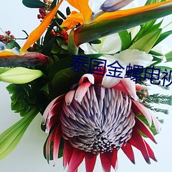 泰国金螺电视剧