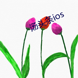 汤头条ios （网兜）