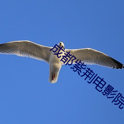 成都紫荆电影院 （本子）