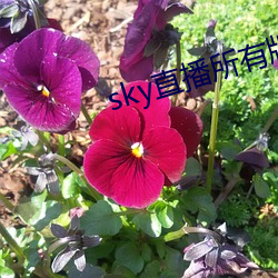 sky直播所有版本