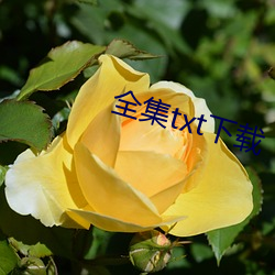 全集txt下载(zài)