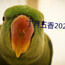 丁月五香2020乱小说