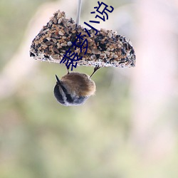 裘梦小说 （野马无缰）