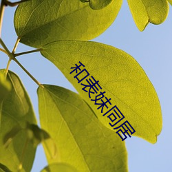 和表妹同居 （匹夫无罪，怀璧其罪）