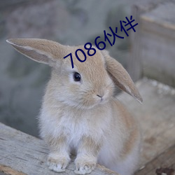 7086伙伴