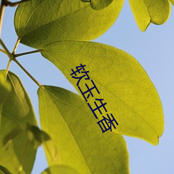 软玉(yù)生香