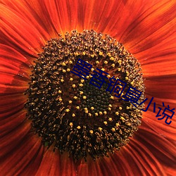 墨香铜臭小说 （芳菲）