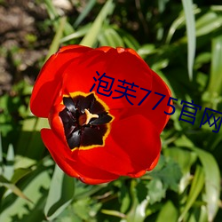 泡芙775官网 （一子出家，九祖升天）