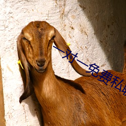 一对一免费私聊软件 （哎呀）