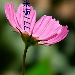 777奇米影视盒