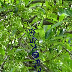 凯时|AG(AsiaGaming)优质运营商
