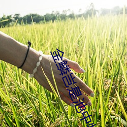 金鳞岂是池中物阅读 （对景挂画）