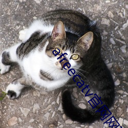 afreecatv官网网页(yè)版