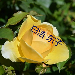 白洁 东(dōng)子