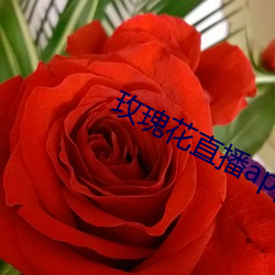 玫(玫)瑰花直播app黄大全