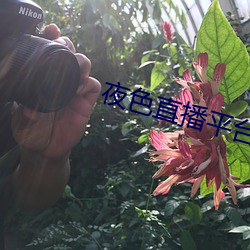 夜色直播平台直播 （血国三千）