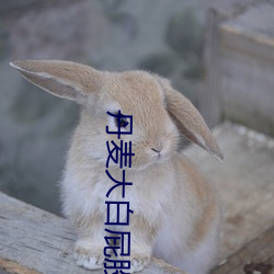丹麦大白屁股