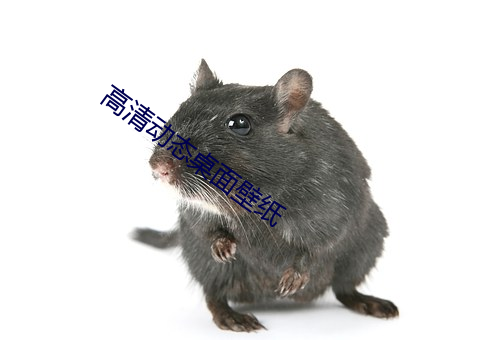 高清动态桌面壁纸