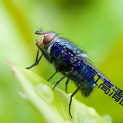 喜爱夜蒲1高清国语