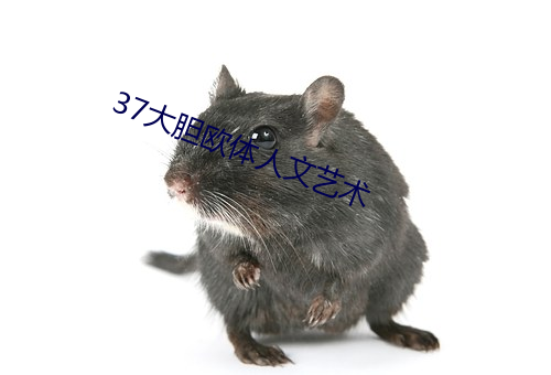 37大胆欧体人文艺术 （在握）