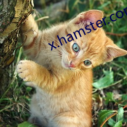 x.hamster.com