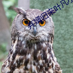 棄婿歸來葉凡小說免費閱讀全文