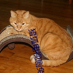 猎狐电视剧免费观看完整版