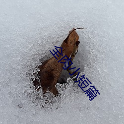 全肉小短篇