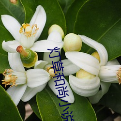 燈草和尚小說